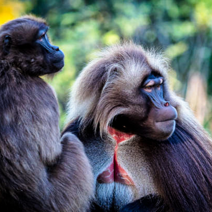 Wildlife-Fotografie im NaturZoo Rheine – Tiere gekonnt in Szene setzen
